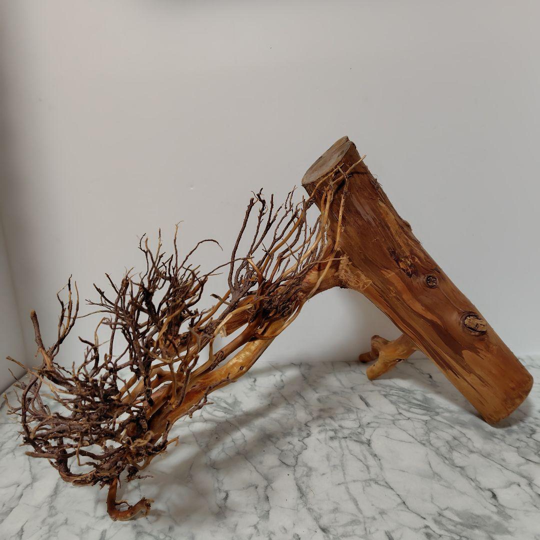 アク抜き済み流木【17】