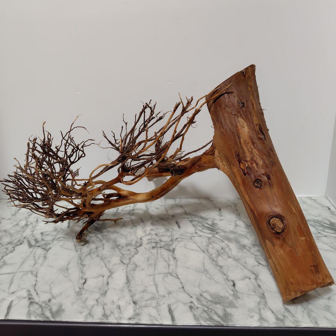 アク抜き済み流木【17】