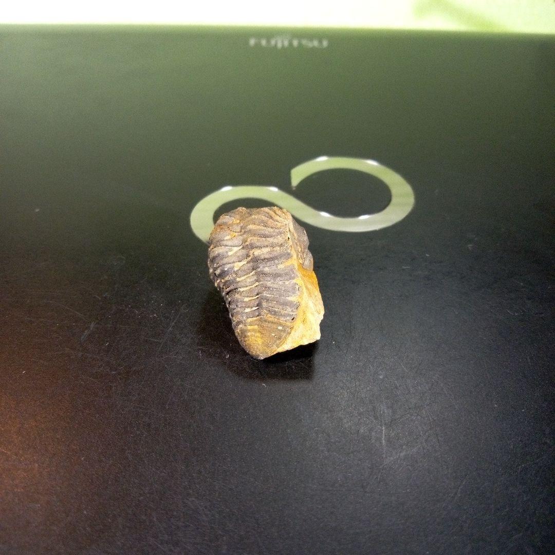 三葉虫　化石　fossil　海　ボリビア産　trilobite　海生動物判別⑪