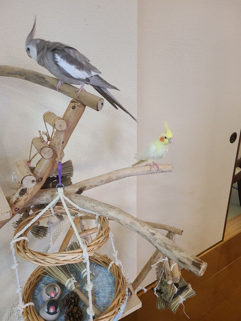 ② MEGオーダーバードアスレチック　流木　送料分