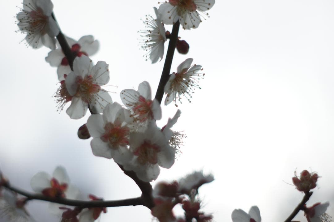極美フレア✨ 作例有 PENTAX スーパータクマー 55mm f1.8 後期