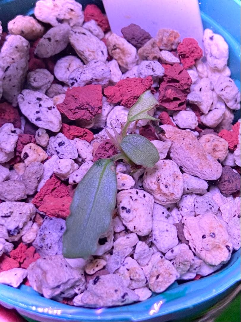 【ヤーマン様確認用】ブセファランドラ sp, ピンクバリエガータ 水上葉