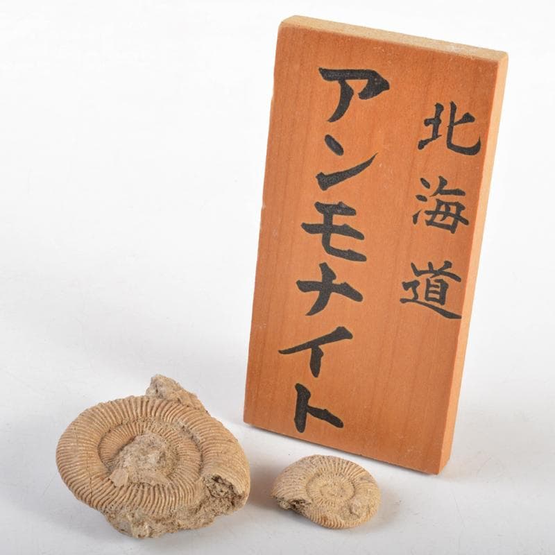 アンモナイ化石　北海道　立札付　2点まとめて　C　R5972