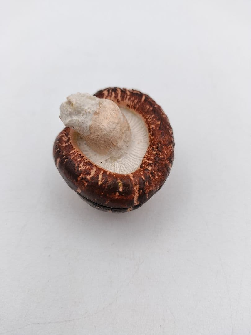 b119 【新品・未使用】香合 乾漆 椎茸 畦地粒俵 木箱 茶道具 多喜翁 風炉