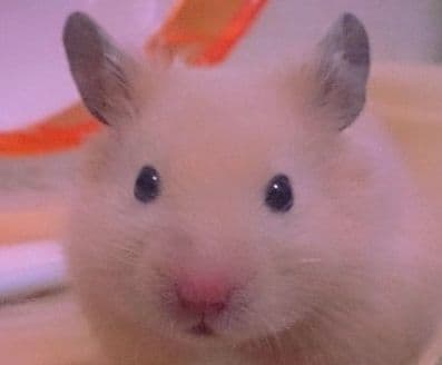 カスタムラックス　ハムスター　おかあさんのぬくもり　栄養補給　栄養補給食品