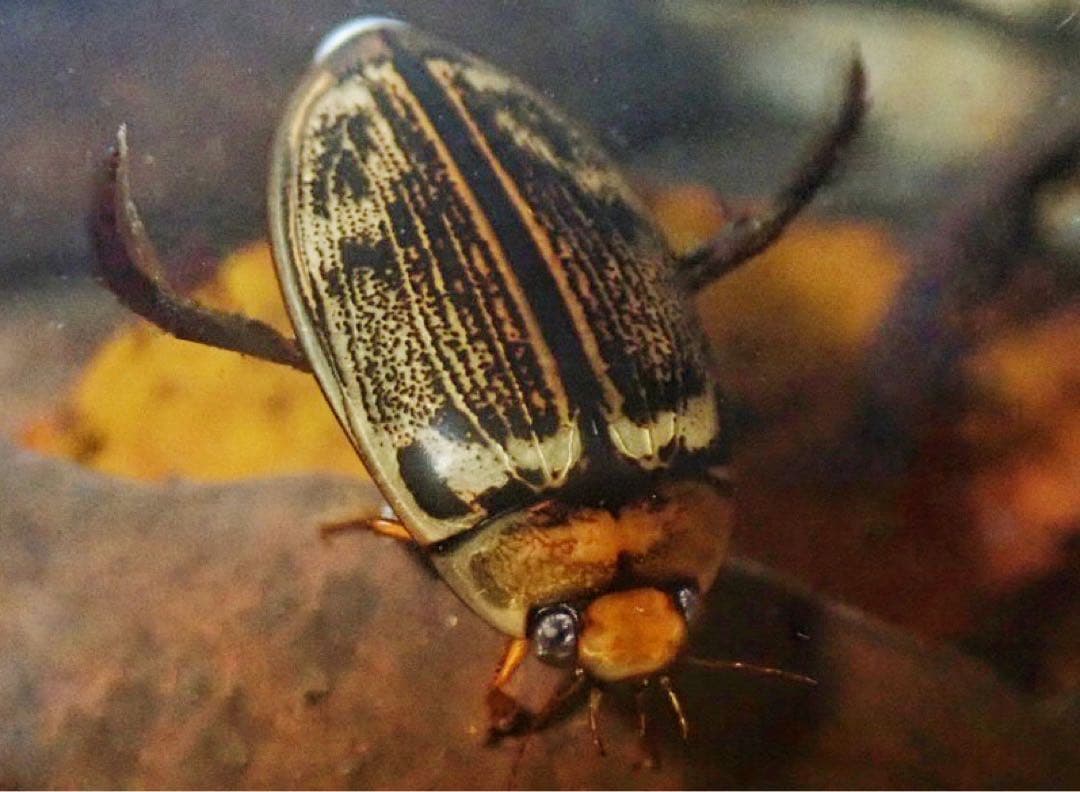 ヤンバルオオイチモンジシマゲンゴロウ雄標本