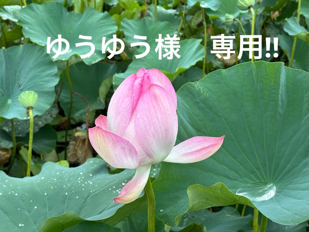ゆうゆう‼︎