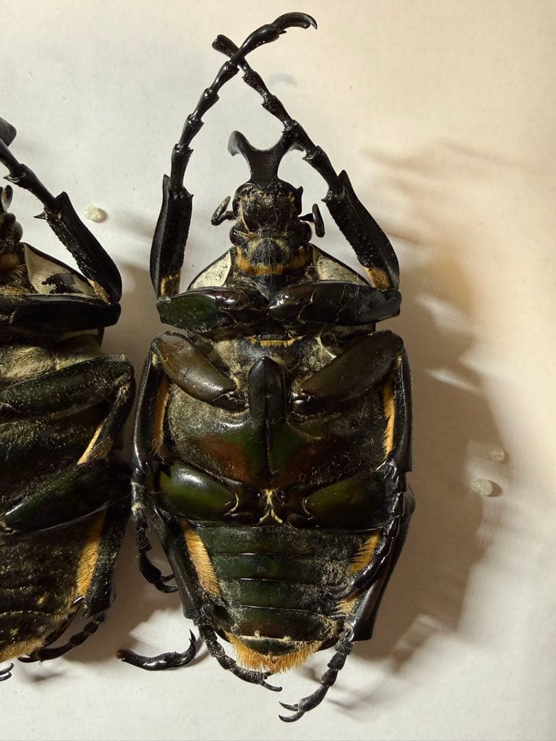 カメルーン　ゴライアスオオツノハナムグリ　4頭　B品含みます