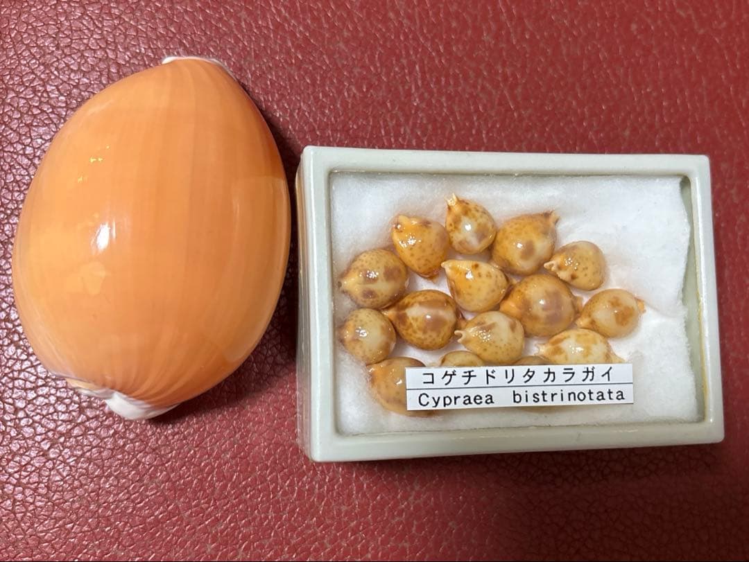 きりん