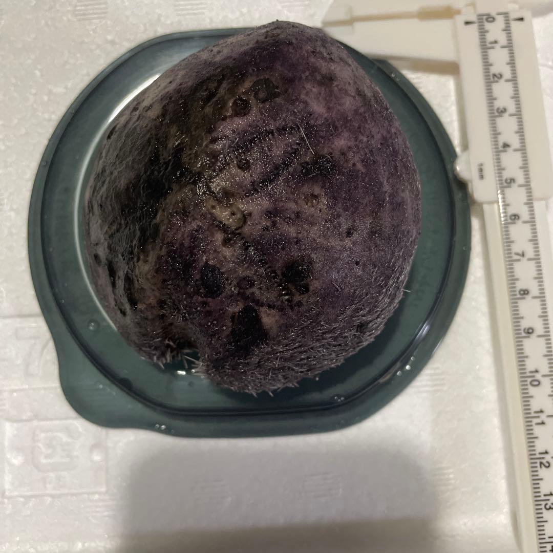 その他 umihone