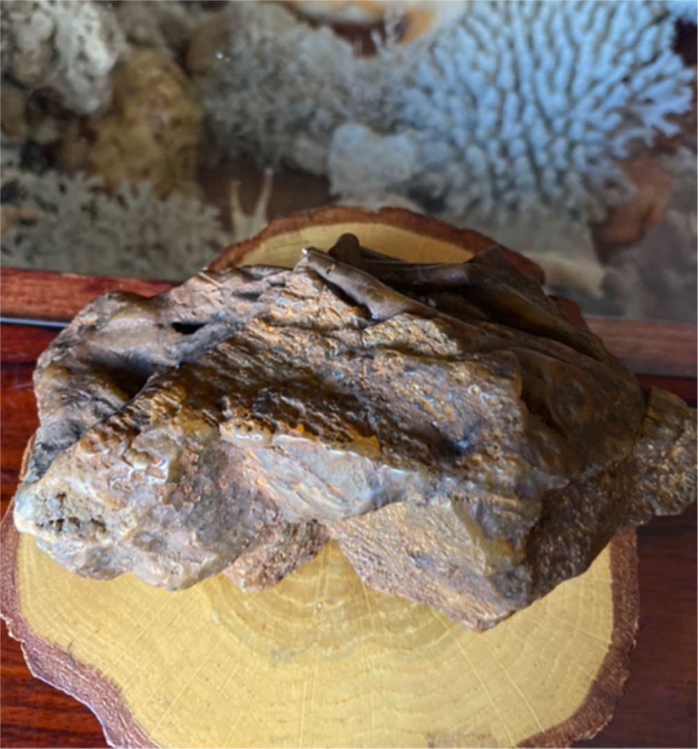 鑑賞石　化石