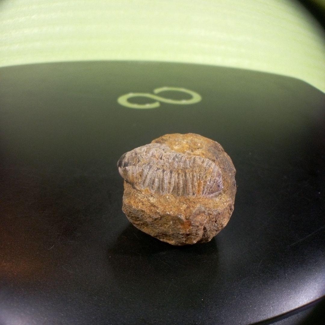 三葉虫　化石　fossil　ボリビア産　trilobite　三葉虫判別⑨