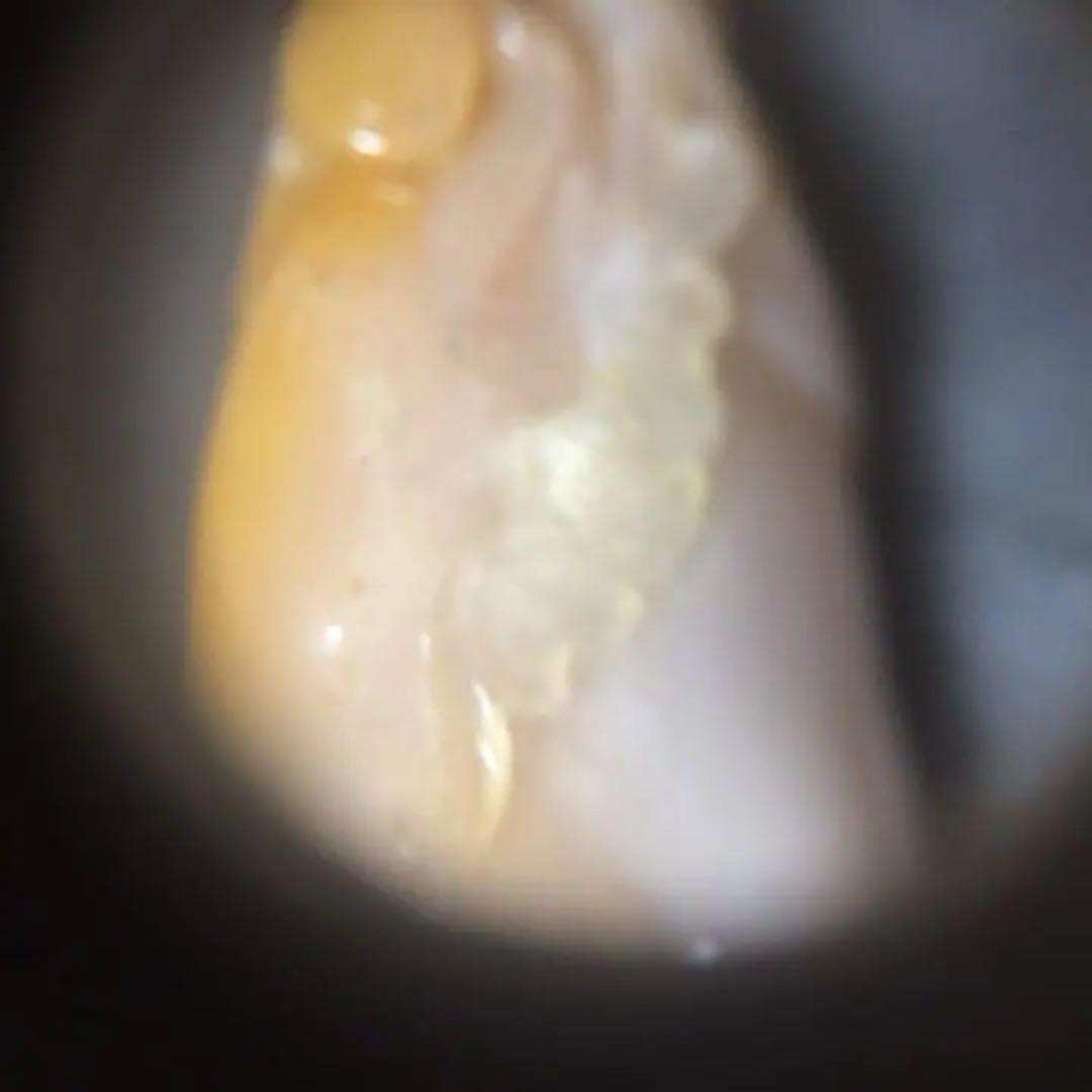 中国壽山田黄石