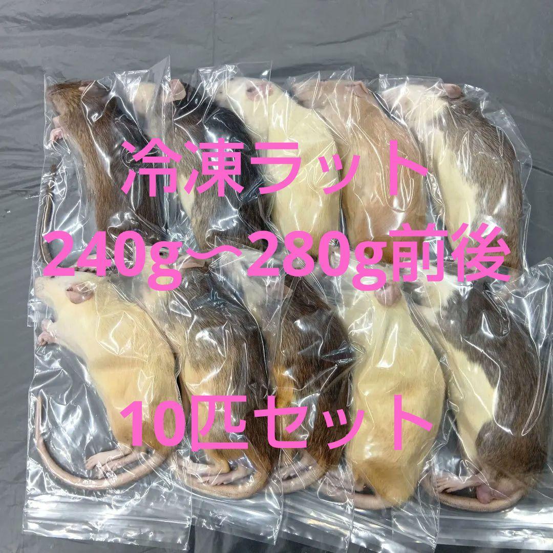 冷凍マウス