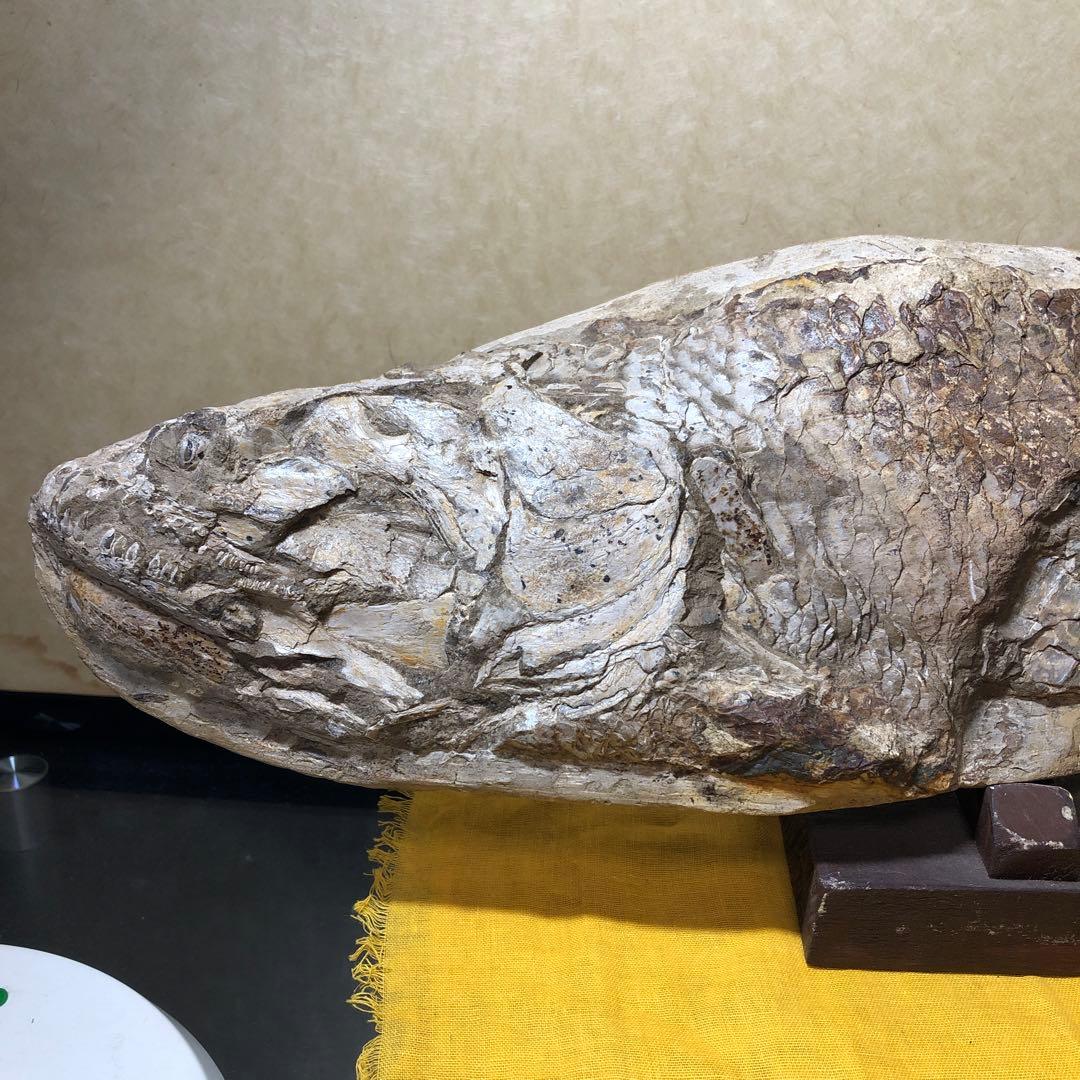 幻の魚　化石