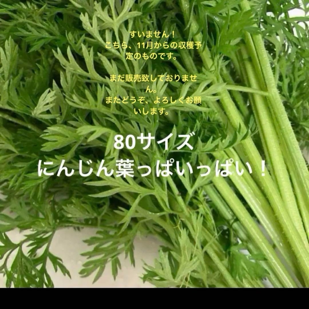 人参葉っぱ