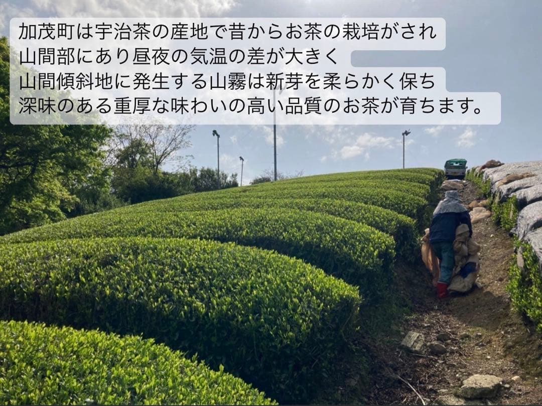 【農薬不使用】日本茶8種類飲み比べセット各(3個入り×8種類)