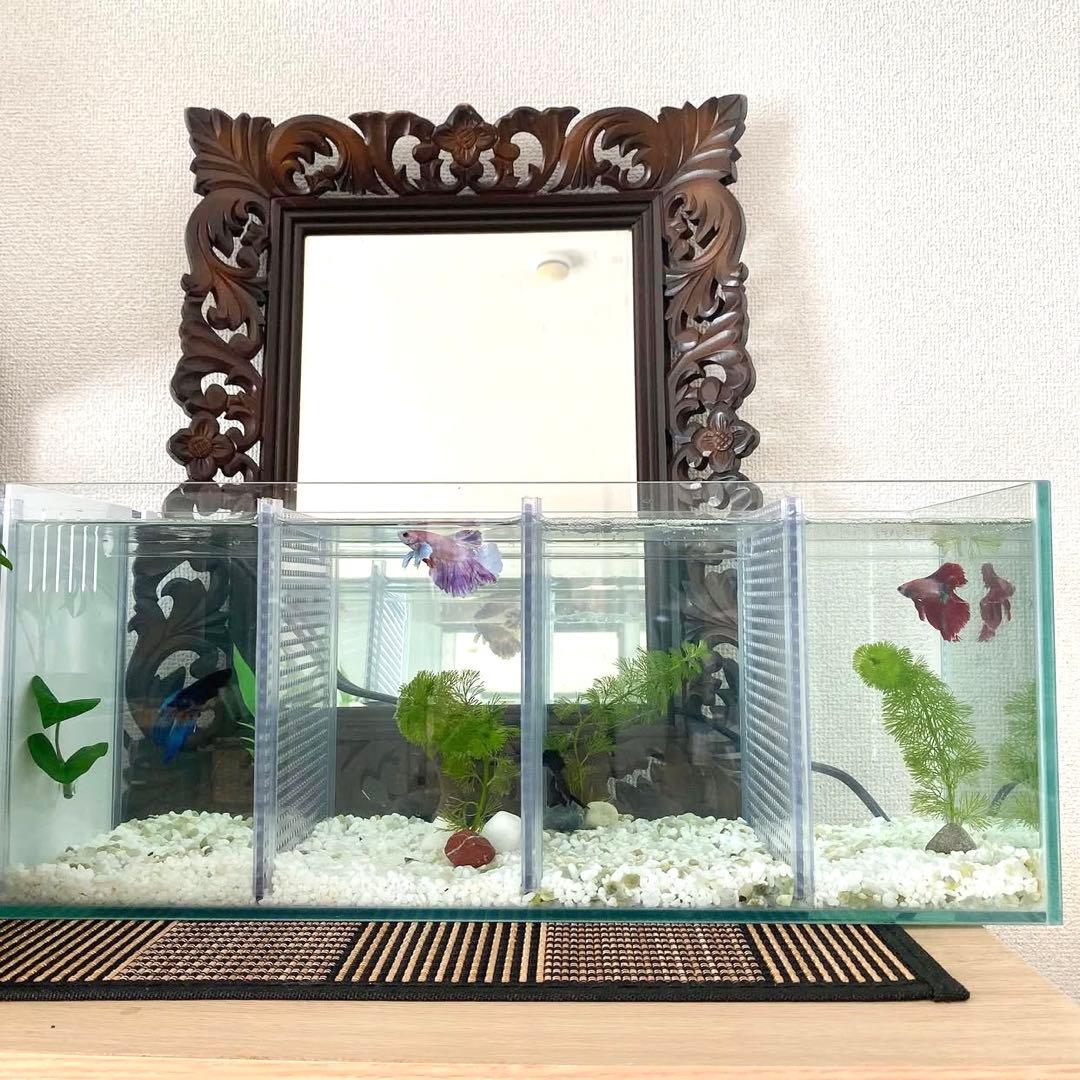 特注ガラス水槽・クリア・60×20×20cm 5室・4枚仕切り・Rioポンプ付き