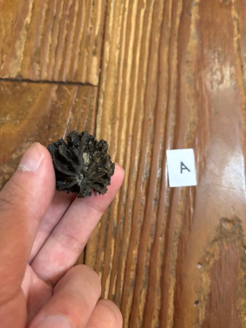 バタグルミ化石　a