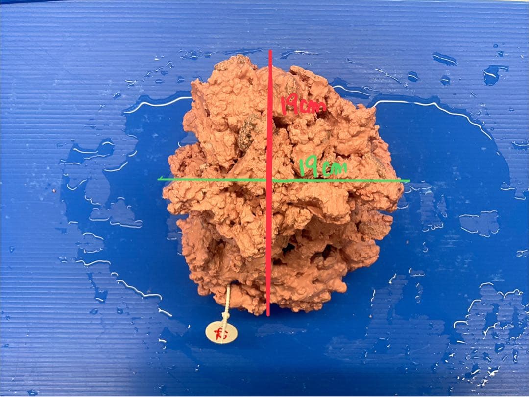 人工ライブロック. No.42. 無害化処理済