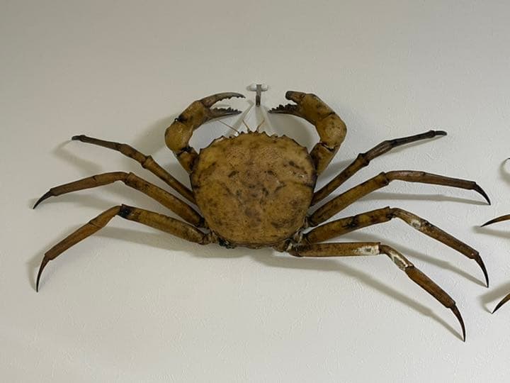 蟹　剥製　標本　オオエンコウガニ　雄