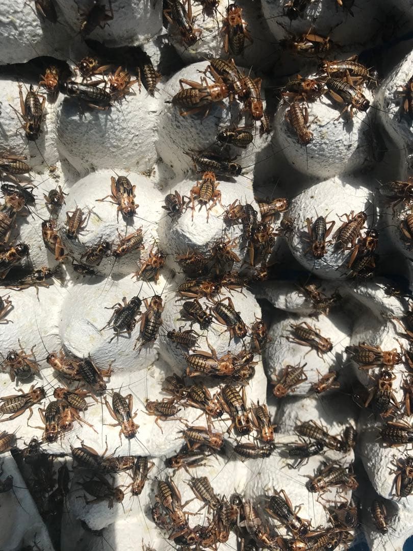 北陸中部関西中国四国地方の方　冷凍コオロギ1kg M・Lサイズ　フタホシコオロギ