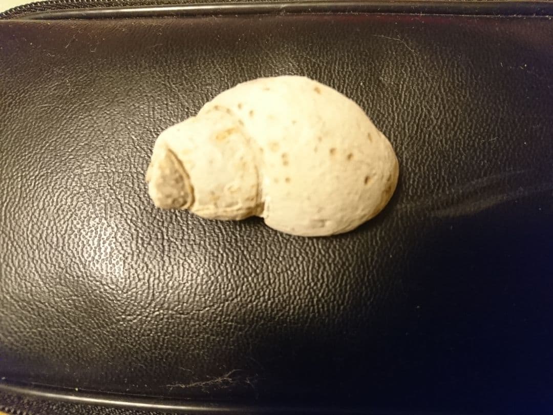 化石