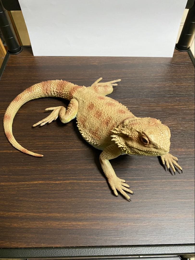 一番くじ 爬虫類＆両生類