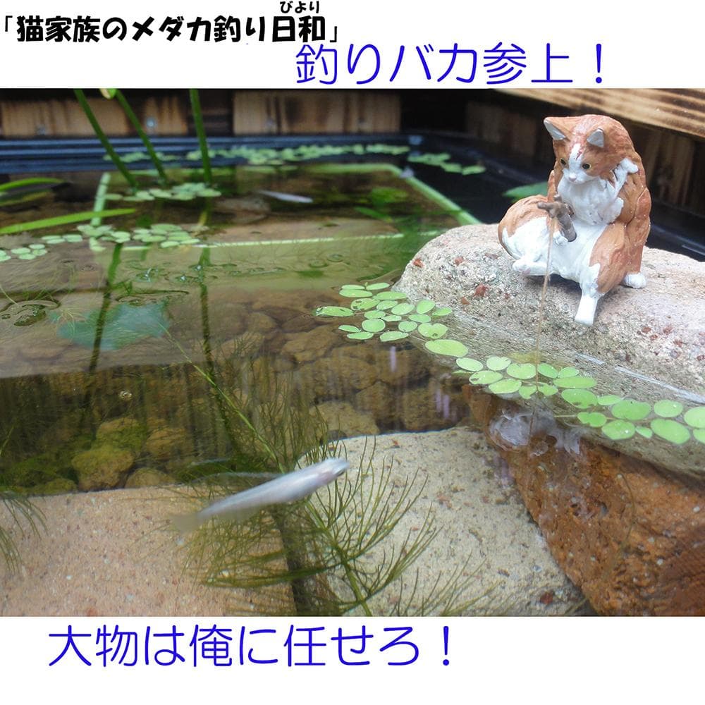 ビオトープ 40L トロ舟＆木枠セット　メダカ・金魚飼育用