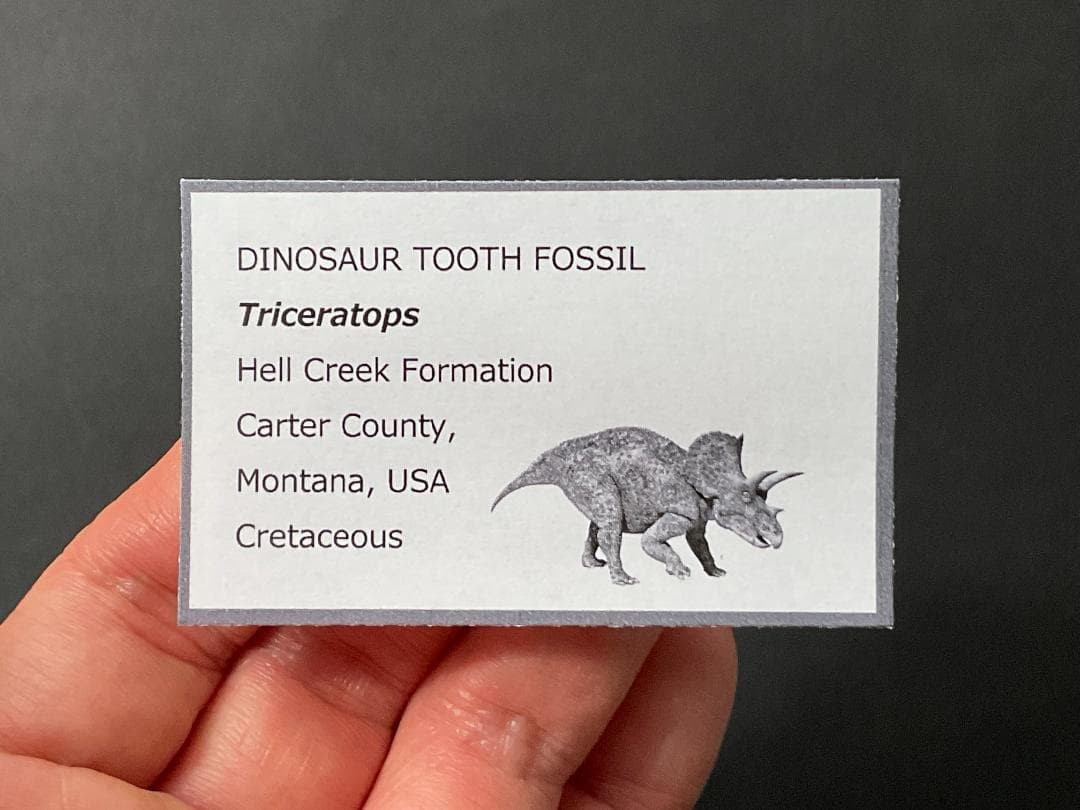 恐竜の歯 トリケラトプス [TR95] 化石 希少