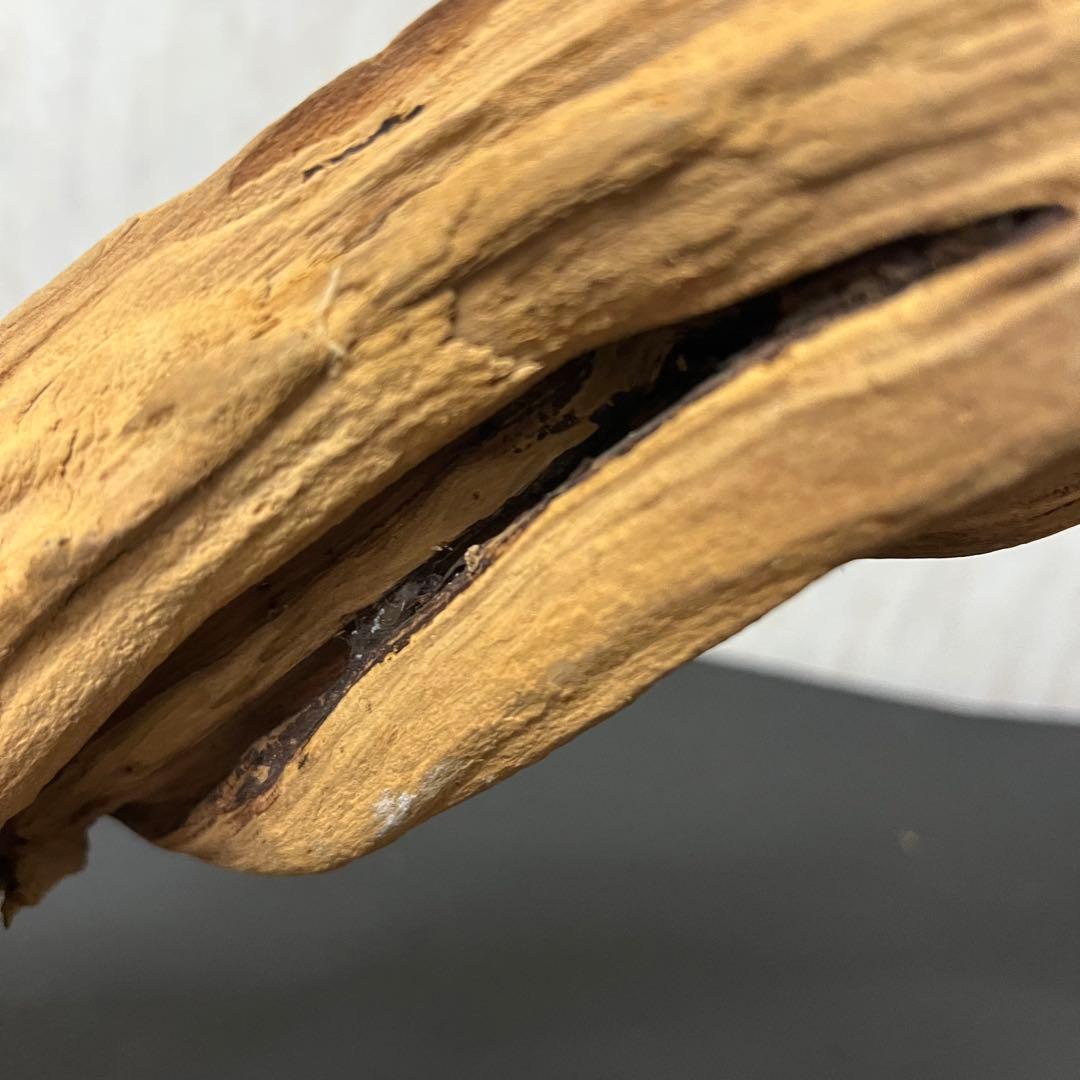 ADA ブランチウッド 流木 アクアリウム パルダリウム ビッグサイズ