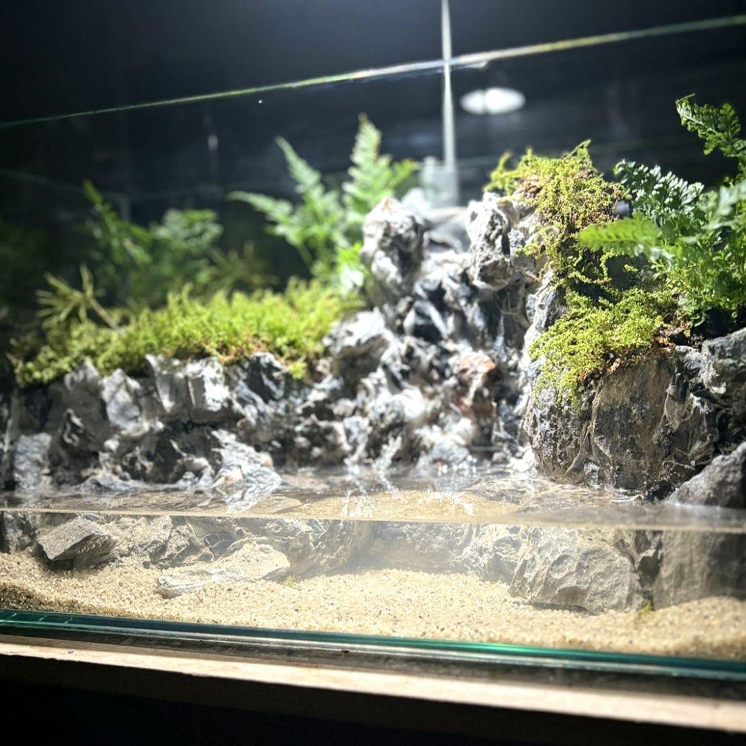 滝の流れるアクアテラリウム　Boo