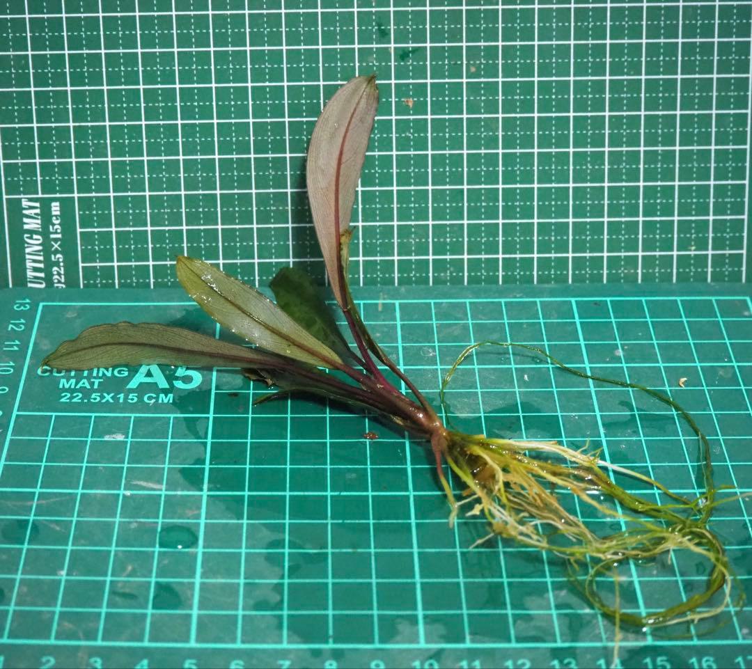 Bucephalandra sp\"Deep Purple\"【AZ0617-31】