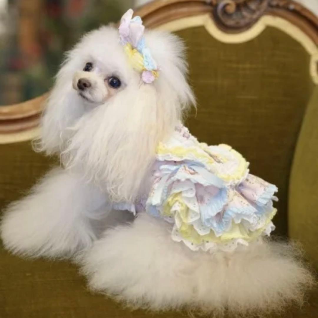 Miss Blue Pet Alice 美品　セット販売