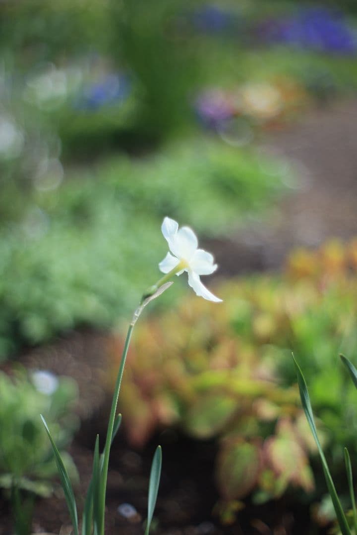 CANON FL 50mm F1.4 （Ⅰ） 【光学美品・分解清掃済】