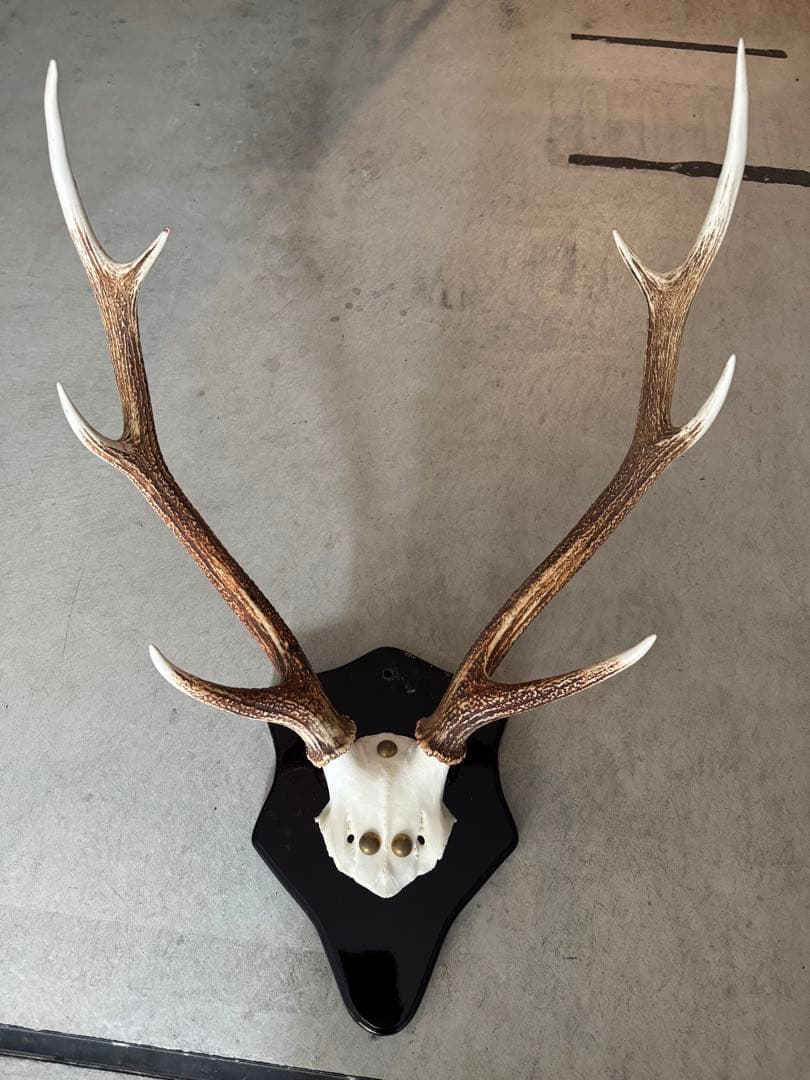鹿の角　立派な北海道蝦夷鹿の角の標本