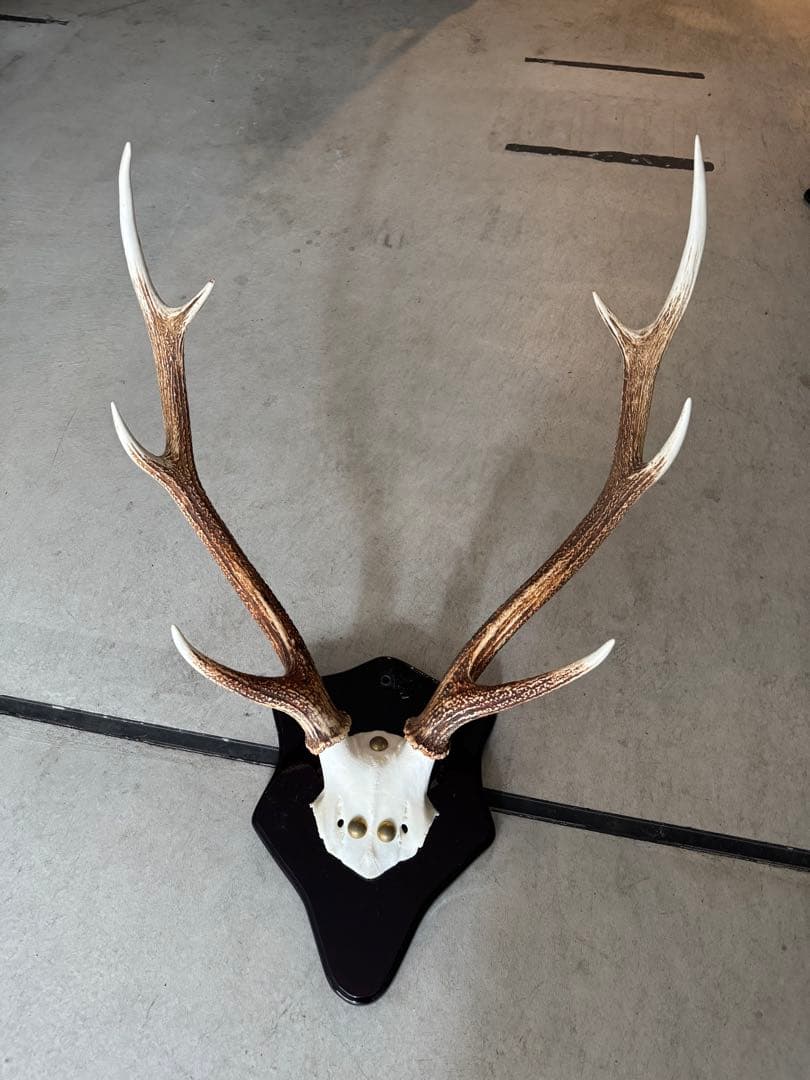 鹿の角　立派な北海道蝦夷鹿の角の標本