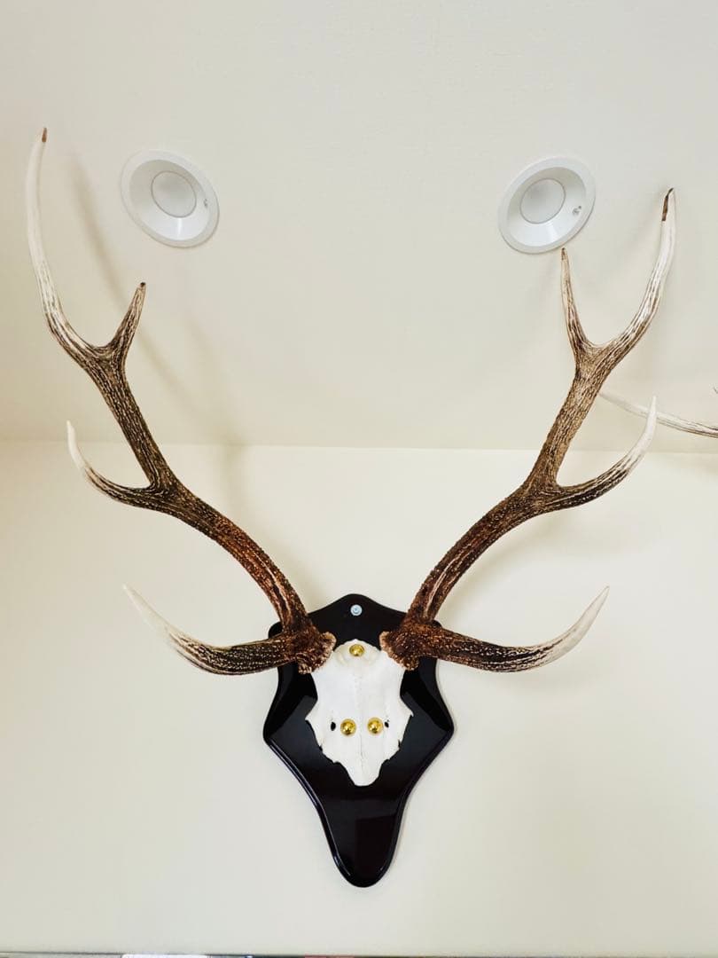 鹿の角　立派な北海道蝦夷鹿の角の標本