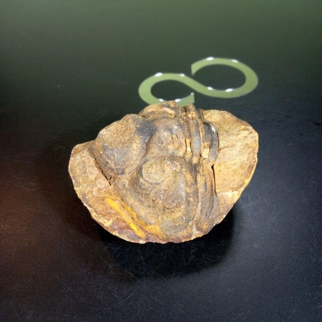 三葉虫　化石　fossil　海　ボリビア産　trilobite　ボリビア化石郡④