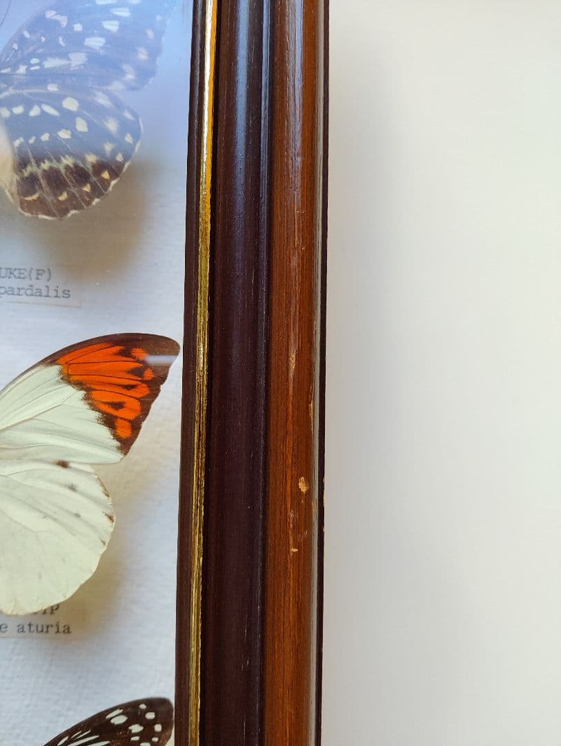 モルフォ 蝶 昆虫 標本 アート インテリア アンティーク 額装 額入り