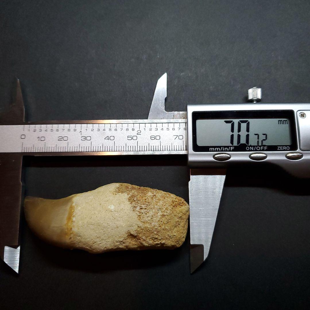 極上 歯根付き モササウルス 化石 歯 本物 70.72mm mos63