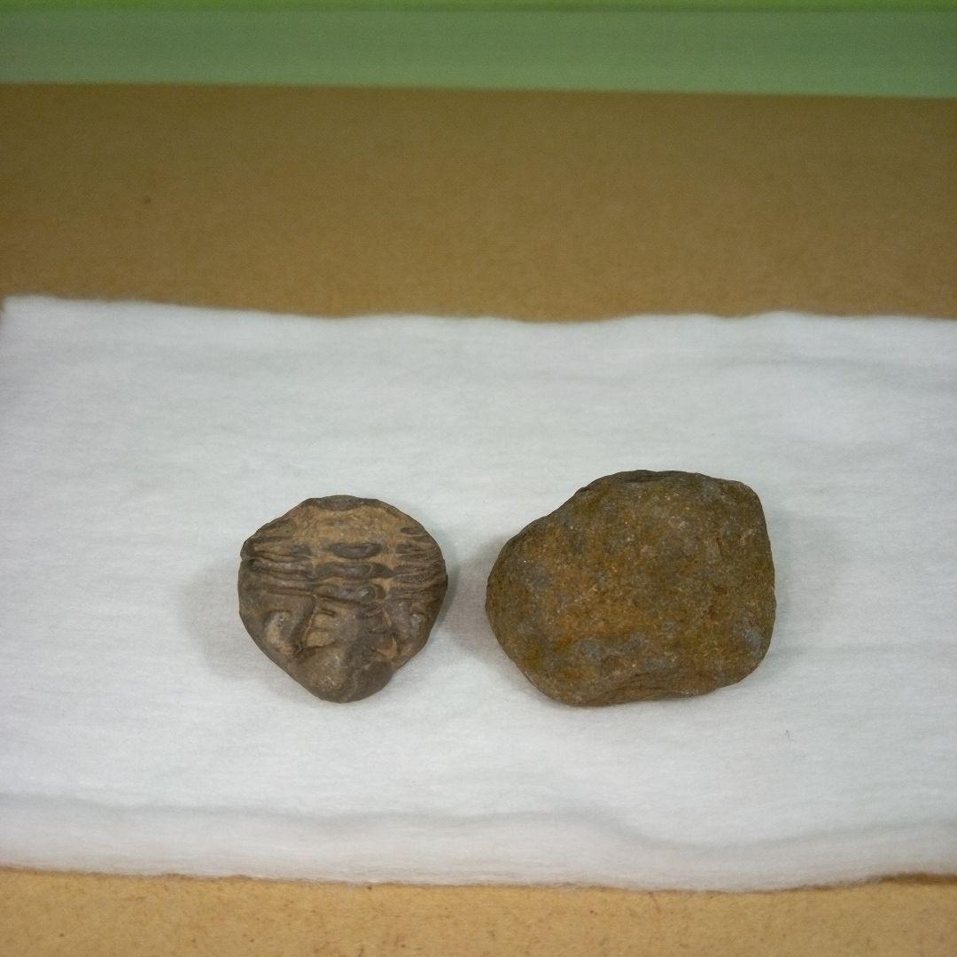 三葉虫　化石　fossil　ボリビア産　レア　Fossil判別⑥