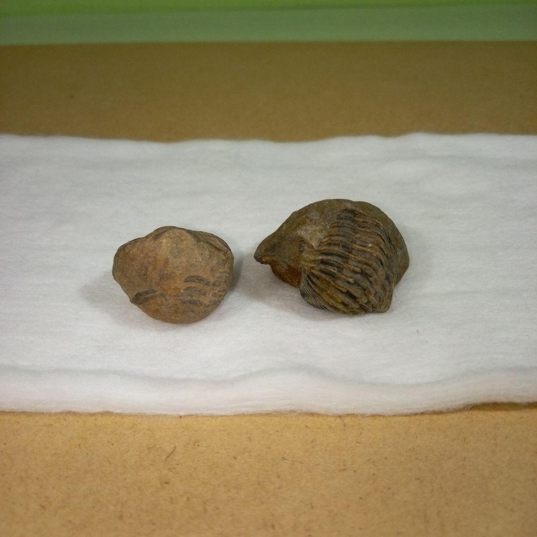 三葉虫　化石　fossil　ボリビア産　レア　Fossil判別⑥