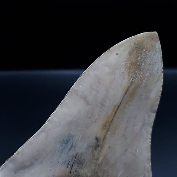 極上 メガロドン 歯 化石 本物 インドネシア産 144.31mm mg1