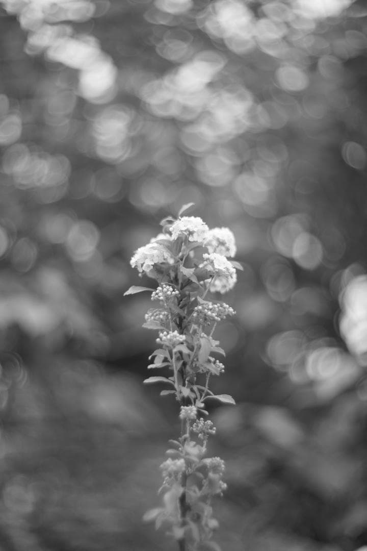 Summitar 50mm f2 戦前最初期コーティングあり 山崎磨き？軍事用？