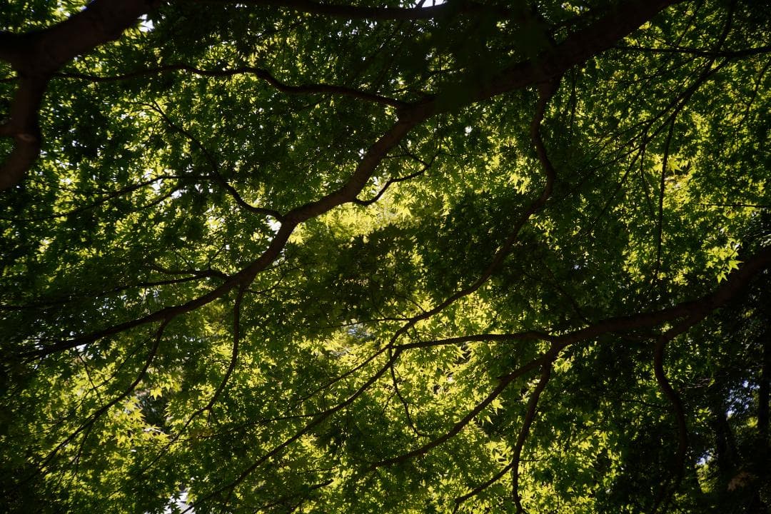 キヤノン50mmf１.5　L39　OH済み