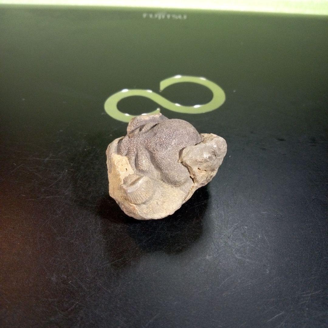 三葉虫　化石　fossil　ボリビア産　trilobite　ボリビア三葉虫郡⑨