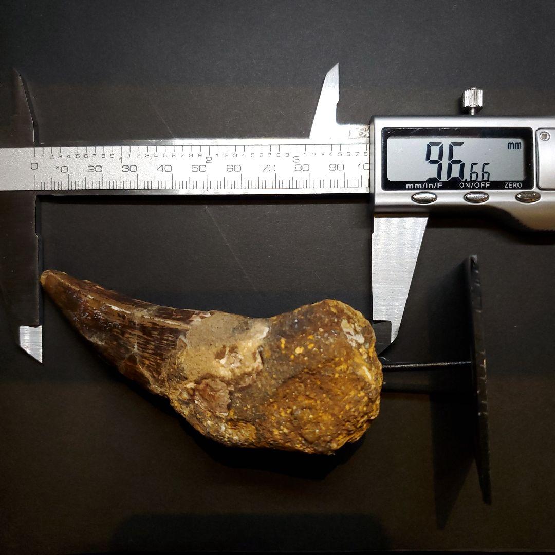 貴重 アフロベナトル 歯 化石 本物 ニジェール産 96.66mm fr93