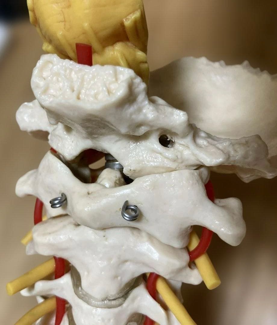 ドイツソムソ社製の脊椎（脊柱）骨格模型　日本カイロプラクティック連合会推奨