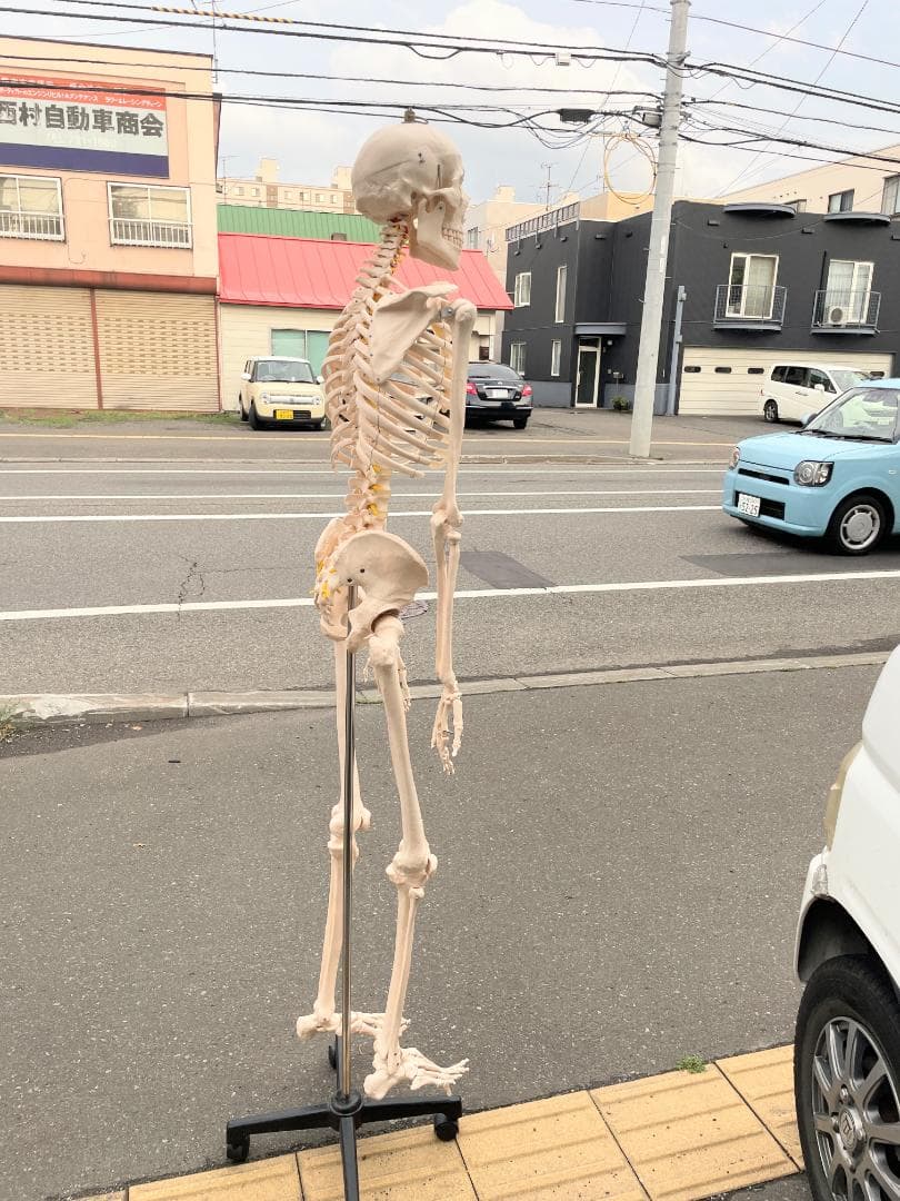 札幌市引取限定。等身大 骨格標本　骸骨模型　180cm　人体模型